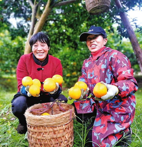 果农喜迎丰收。资料图