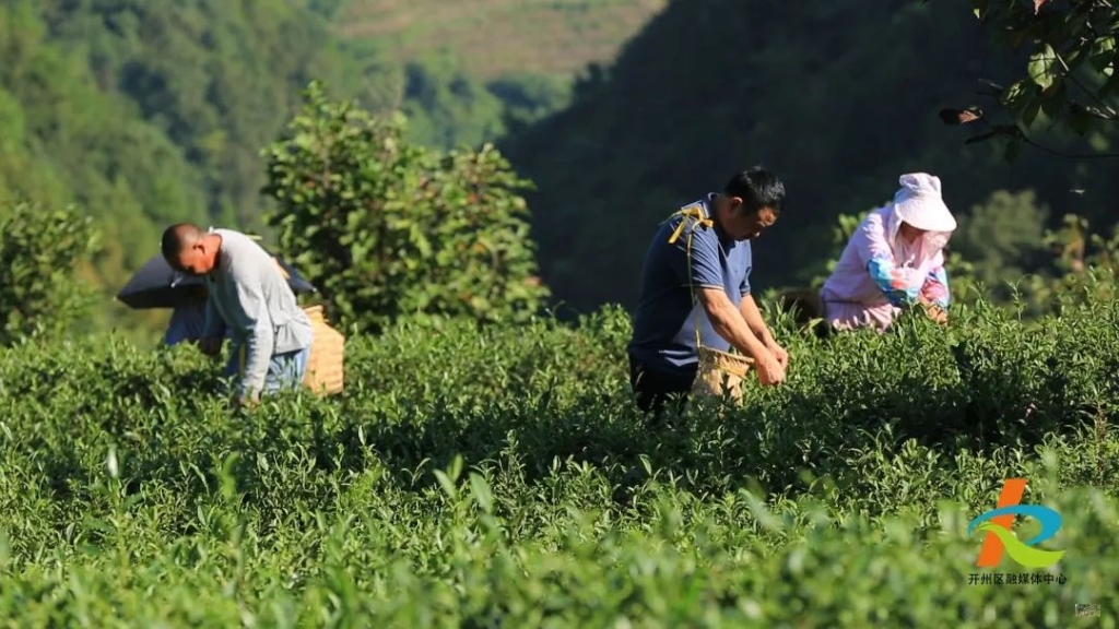 开州：您的秋茶正在采摘中